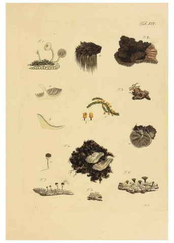 Reproducción/Reproduction 40079711375: Icones et descriptiones fungorum minus cognitorum.. Lipsiae,Bibliopolii Breitkopf-Haerteliani impensis[1798-1800]. 