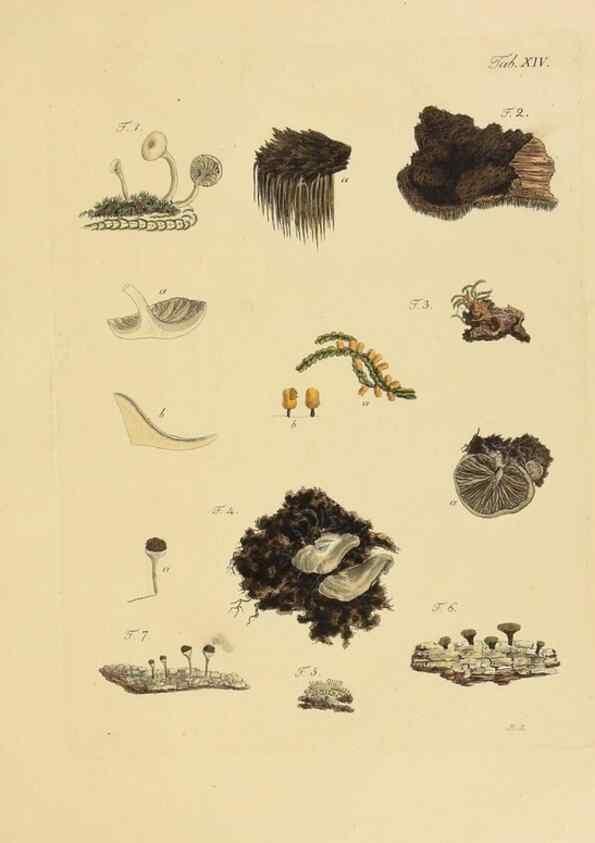 Reproducción/Reproduction 40079711375: Icones et descriptiones fungorum minus cognitorum.. Lipsiae,Bibliopolii Breitkopf-Haerteliani impensis[1798-1800]. 