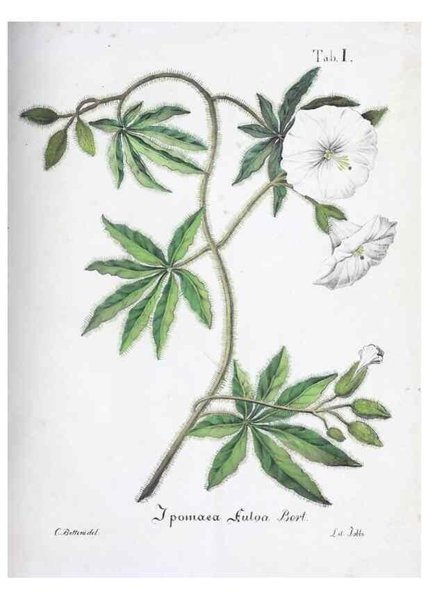 Reproducción/Reproduction 27178358418: Horti botanici bononiensis plantae novae vel minus cognitae.. Bononiae,1838-39.. 