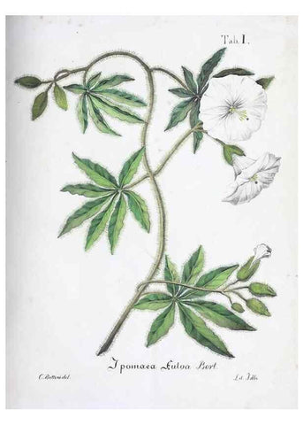 Reproducción/Reproduction 27178358418: Horti botanici bononiensis plantae novae vel minus cognitae.. Bononiae,1838-39.. 
