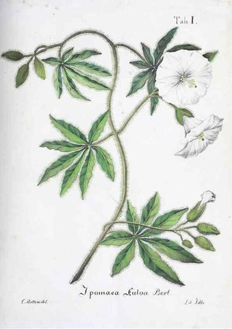 Reproducción/Reproduction 27178358418: Horti botanici bononiensis plantae novae vel minus cognitae.. Bononiae,1838-39.. 