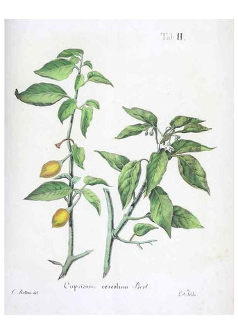 Reproducción/Reproduction 40341355894: Horti botanici bononiensis plantae novae vel minus cognitae.. Bononiae,1838-39.. 