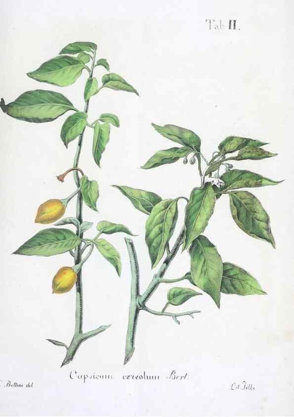 Reproducción/Reproduction 40341355894: Horti botanici bononiensis plantae novae vel minus cognitae.. Bononiae,1838-39.. 