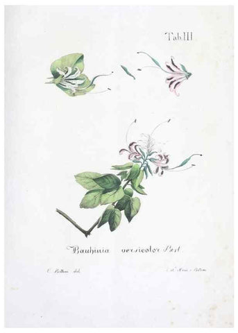 Reproducción/Reproduction 40341357374: Horti botanici bononiensis plantae novae vel minus cognitae.. Bononiae,1838-39.. 