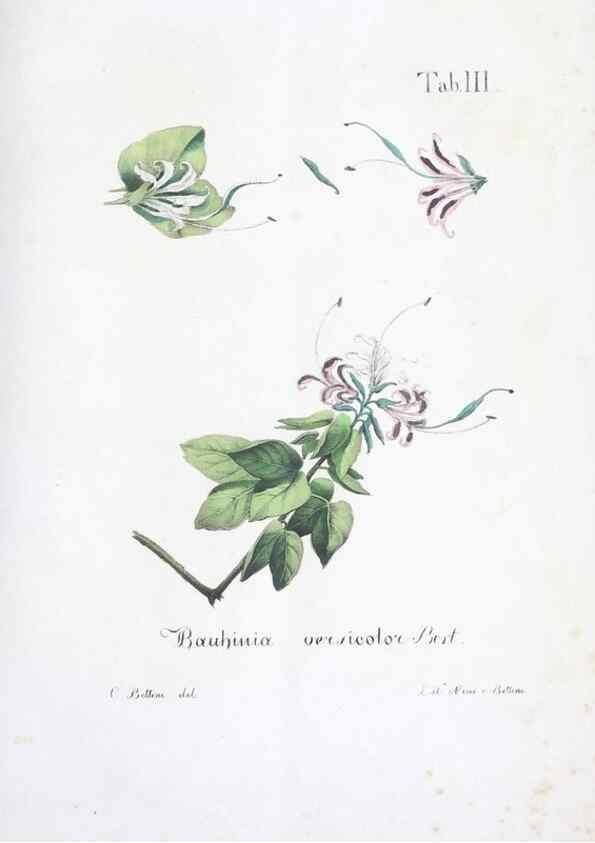 Reproducción/Reproduction 40341357374: Horti botanici bononiensis plantae novae vel minus cognitae.. Bononiae,1838-39.. 