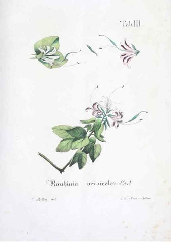 Reproducción/Reproduction 40341357374: Horti botanici bononiensis plantae novae vel minus cognitae.. Bononiae,1838-39.. 