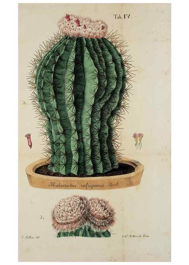 Reproducción/Reproduction 41008106842: Horti botanici bononiensis plantae novae vel minus cognitae.. Bononiae,1838-39.. 