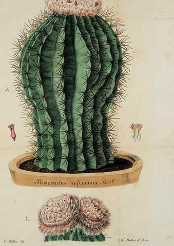Reproducción/Reproduction 41008106842: Horti botanici bononiensis plantae novae vel minus cognitae.. Bononiae,1838-39.. 