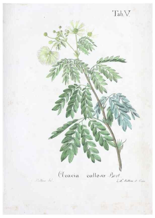 Reproducción/Reproduction 41008109622: Horti botanici bononiensis plantae novae vel minus cognitae.. Bononiae,1838-39.. 