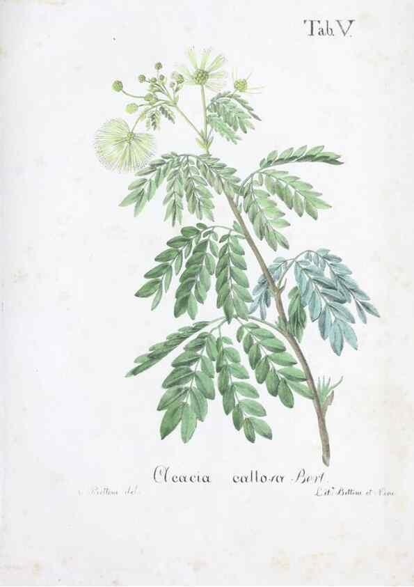 Reproducción/Reproduction 41008109622: Horti botanici bononiensis plantae novae vel minus cognitae.. Bononiae,1838-39.. 