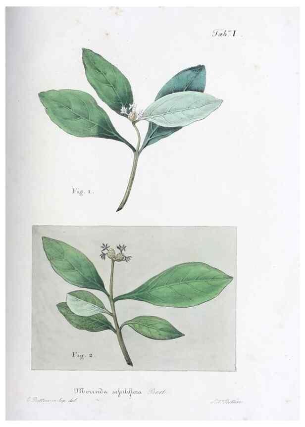 Reproducción/Reproduction 27178374278: Horti botanici bononiensis plantae novae vel minus cognitae.. Bononiae,1838-39.. 