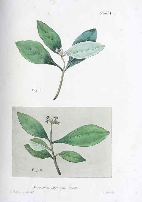 Reproducción/Reproduction 27178374278: Horti botanici bononiensis plantae novae vel minus cognitae.. Bononiae,1838-39.. 
