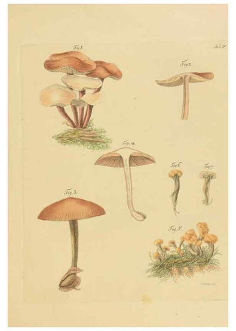 Reproducción/Reproduction 26101973537: Icones et descriptiones fungorum minus cognitorum.. Lipsiae,Bibliopolii Breitkopf-Haerteliani impensis[1798-1800]. 