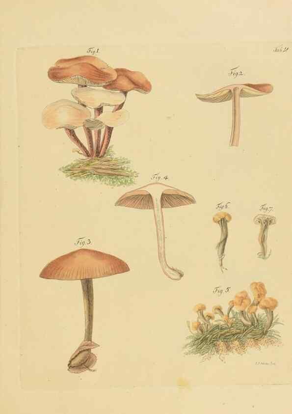 Reproducción/Reproduction 26101973537: Icones et descriptiones fungorum minus cognitorum.. Lipsiae,Bibliopolii Breitkopf-Haerteliani impensis[1798-1800]. 