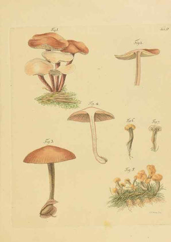 Reproducción/Reproduction 26101973537: Icones et descriptiones fungorum minus cognitorum.. Lipsiae,Bibliopolii Breitkopf-Haerteliani impensis[1798-1800]. 