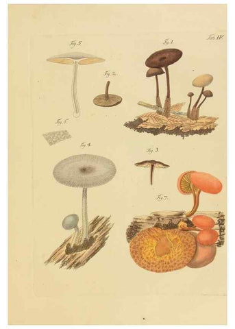 Reproducción/Reproduction 26101972627: Icones et descriptiones fungorum minus cognitorum.. Lipsiae,Bibliopolii Breitkopf-Haerteliani impensis[1798-1800]. 