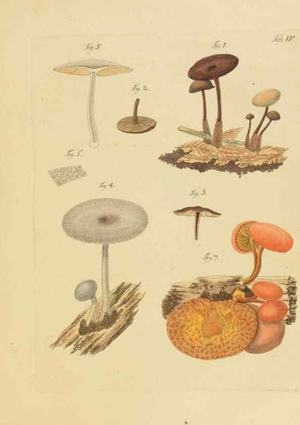 Reproducción/Reproduction 26101972627: Icones et descriptiones fungorum minus cognitorum.. Lipsiae,Bibliopolii Breitkopf-Haerteliani impensis[1798-1800]. 