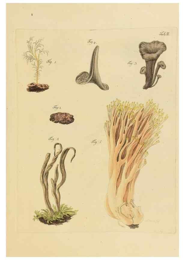 Reproducción/Reproduction 40079697845: Icones et descriptiones fungorum minus cognitorum.. Lipsiae,Bibliopolii Breitkopf-Haerteliani impensis[1798-1800]. 