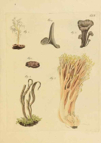 Reproducción/Reproduction 40079697845: Icones et descriptiones fungorum minus cognitorum.. Lipsiae,Bibliopolii Breitkopf-Haerteliani impensis[1798-1800]. 
