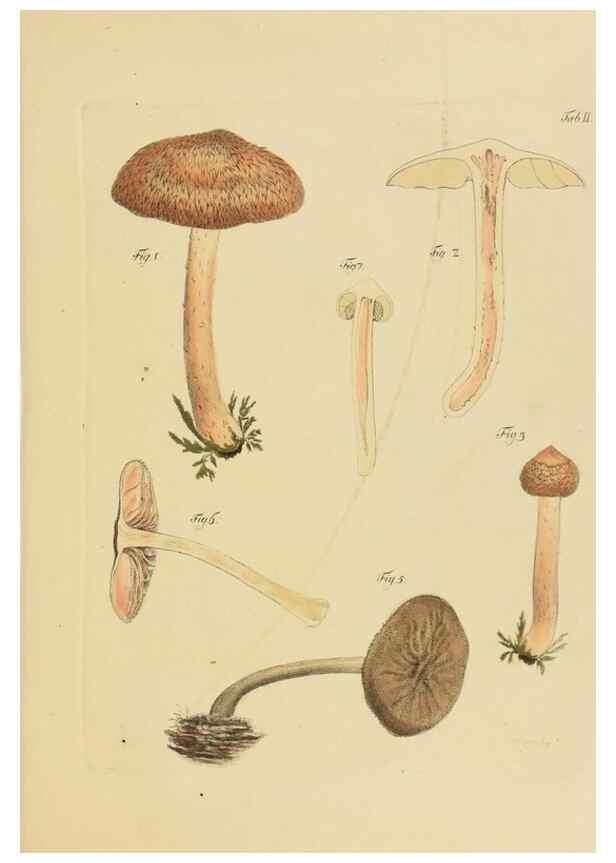 Reproducción/Reproduction 40972951291: Icones et descriptiones fungorum minus cognitorum.. Lipsiae,Bibliopolii Breitkopf-Haerteliani impensis[1798-1800]. 