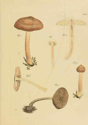 Reproducción/Reproduction 40972951291: Icones et descriptiones fungorum minus cognitorum.. Lipsiae,Bibliopolii Breitkopf-Haerteliani impensis[1798-1800]. 
