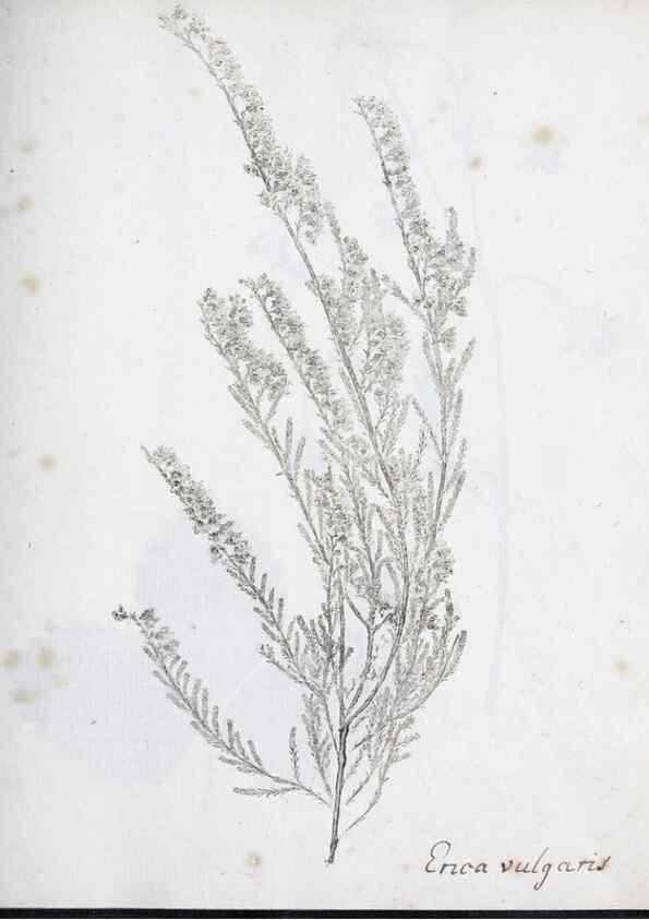 Reproducción/Reproduction 40939200741: Abdrücke lebendiger Kräuter.. Erlang,1799.. 