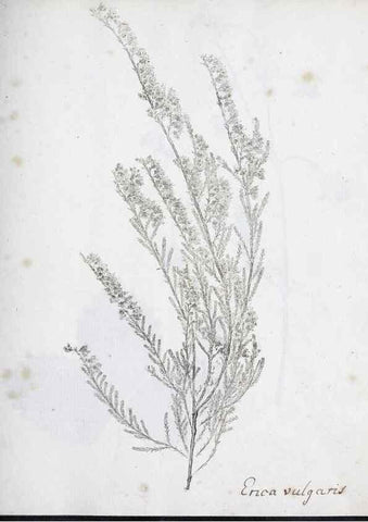 Reproducción/Reproduction 40939200741: Abdrücke lebendiger Kräuter.. Erlang,1799.. 