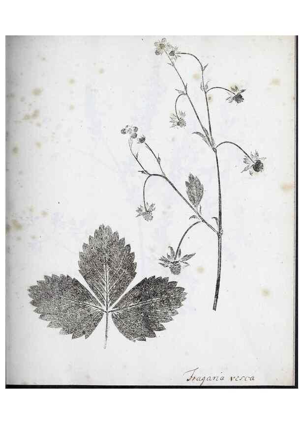 Reproducción/Reproduction 40044966735: Abdrücke lebendiger Kräuter.. Erlang,1799.. 