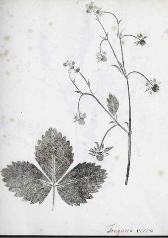 Reproducción/Reproduction 40044966735: Abdrücke lebendiger Kräuter.. Erlang,1799.. 