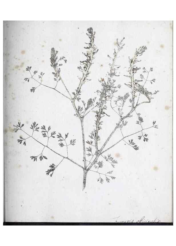 Reproducción/Reproduction 40230658054: Abdrücke lebendiger Kräuter.. Erlang,1799.. 