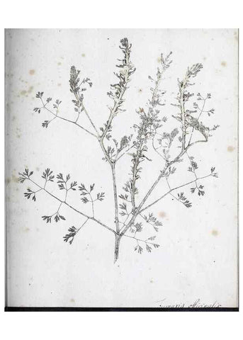 Reproducción/Reproduction 40230658054: Abdrücke lebendiger Kräuter.. Erlang,1799.. 