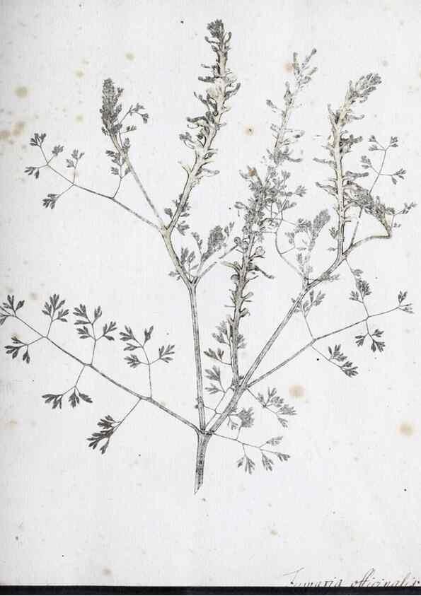 Reproducción/Reproduction 40230658054: Abdrücke lebendiger Kräuter.. Erlang,1799.. 
