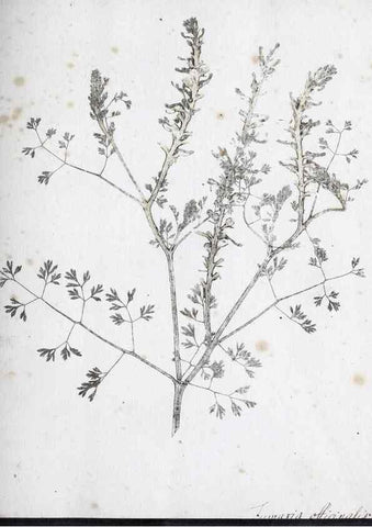 Reproducción/Reproduction 40230658054: Abdrücke lebendiger Kräuter.. Erlang,1799.. 