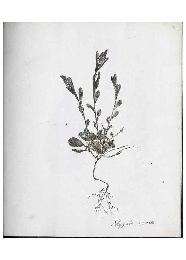 Reproducción/Reproduction 40939210291: Abdrücke lebendiger Kräuter.. Erlang,1799.. 