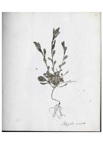 Reproducción/Reproduction 40939210291: Abdrücke lebendiger Kräuter.. Erlang,1799.. 
