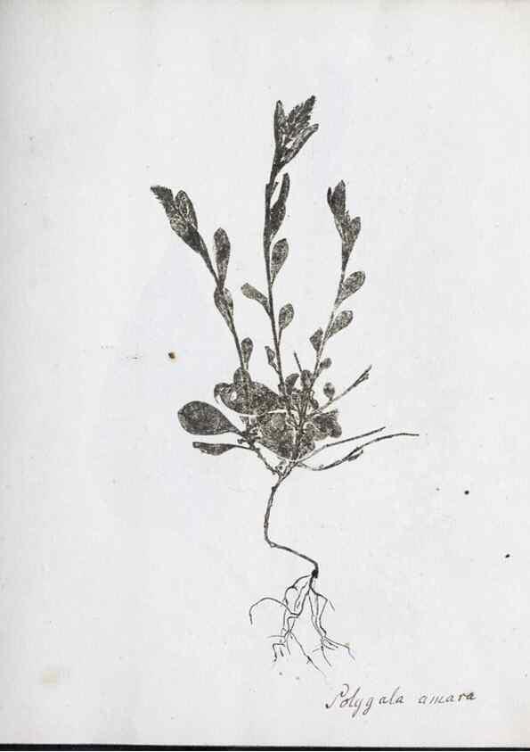Reproducción/Reproduction 40939210291: Abdrücke lebendiger Kräuter.. Erlang,1799.. 