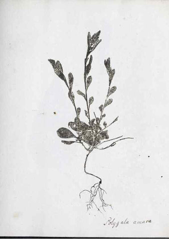 Reproducción/Reproduction 40939210291: Abdrücke lebendiger Kräuter.. Erlang,1799.. 