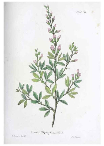 Reproducción/Reproduction 27178377408: Horti botanici bononiensis plantae novae vel minus cognitae.. Bononiae,1838-39.. 