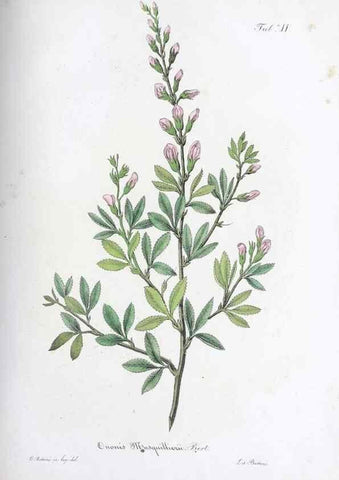 Reproducción/Reproduction 27178377408: Horti botanici bononiensis plantae novae vel minus cognitae.. Bononiae,1838-39.. 