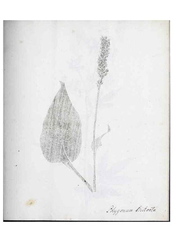 Reproducción/Reproduction 40230662144: Abdrücke lebendiger Kräuter.. Erlang,1799.. 