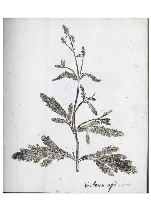 Reproducción/Reproduction 39129643560: Abdrücke lebendiger Kräuter.. Erlang,1799.. 