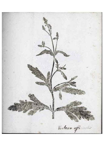 Reproducción/Reproduction 39129643560: Abdrücke lebendiger Kräuter.. Erlang,1799.. 