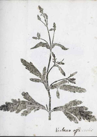 Reproducción/Reproduction 39129643560: Abdrücke lebendiger Kräuter.. Erlang,1799.. 