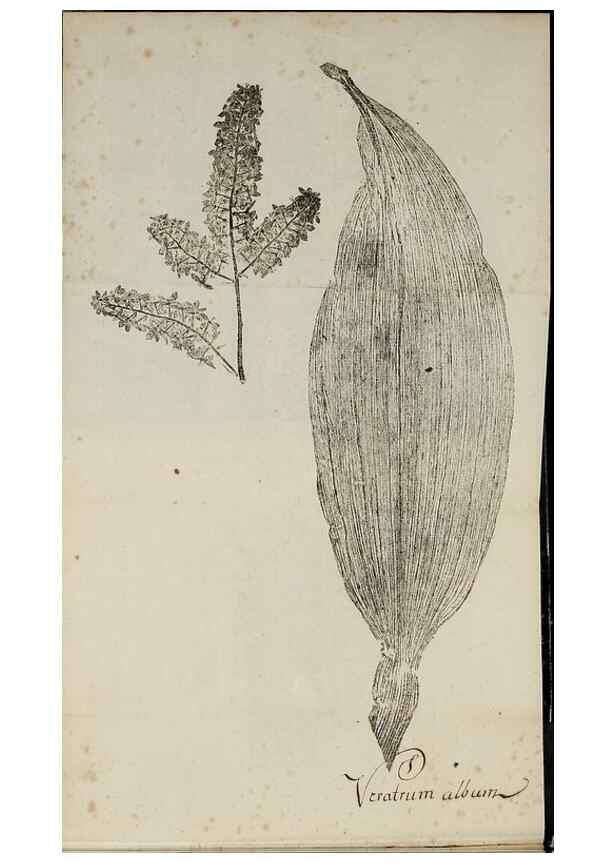 Reproducción/Reproduction 40044979805: Abdrücke lebendiger Kräuter.. Erlang,1799.. 