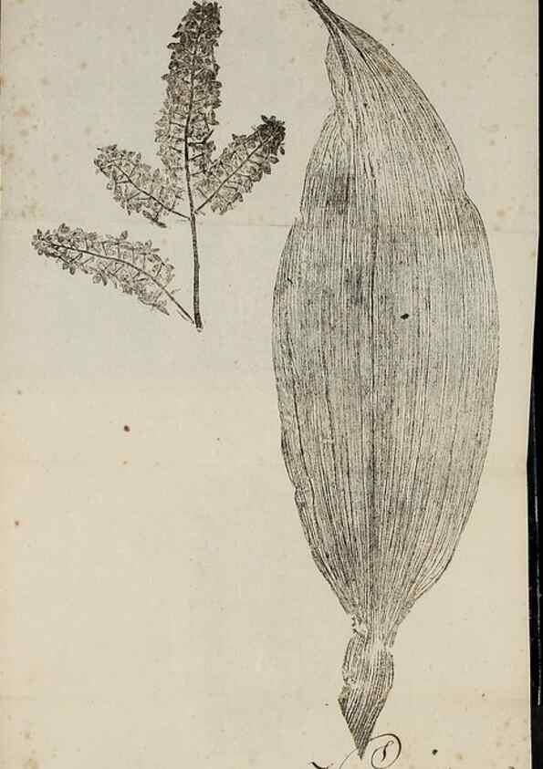 Reproducción/Reproduction 40044979805: Abdrücke lebendiger Kräuter.. Erlang,1799.. 