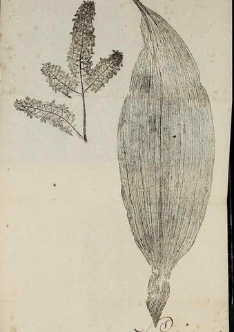 Reproducción/Reproduction 40044979805: Abdrücke lebendiger Kräuter.. Erlang,1799.. 