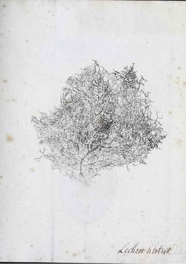 Reproducción/Reproduction 40044986095: Abdrücke lebendiger Kräuter.. Erlang,1799.. 