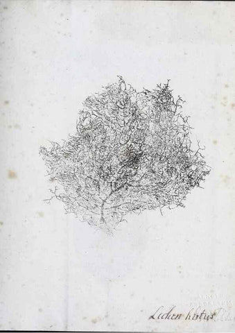 Reproducción/Reproduction 40044986095: Abdrücke lebendiger Kräuter.. Erlang,1799.. 