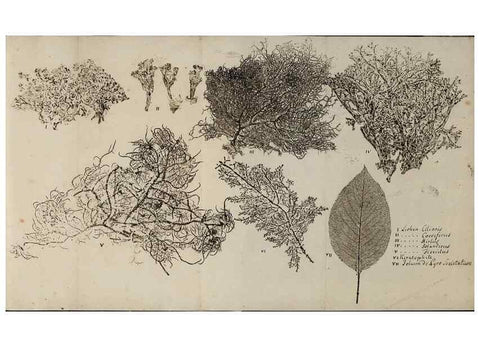 Reproducción/Reproduction 39129652450: Abdrücke lebendiger Kräuter.. Erlang,1799.. 