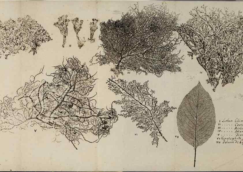 Reproducción/Reproduction 39129652450: Abdrücke lebendiger Kräuter.. Erlang,1799.. 